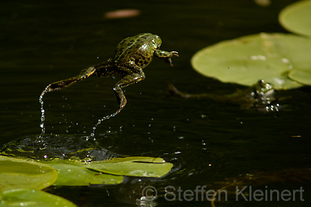 Teichfrosch (Rana kl. esculenta)  - 08